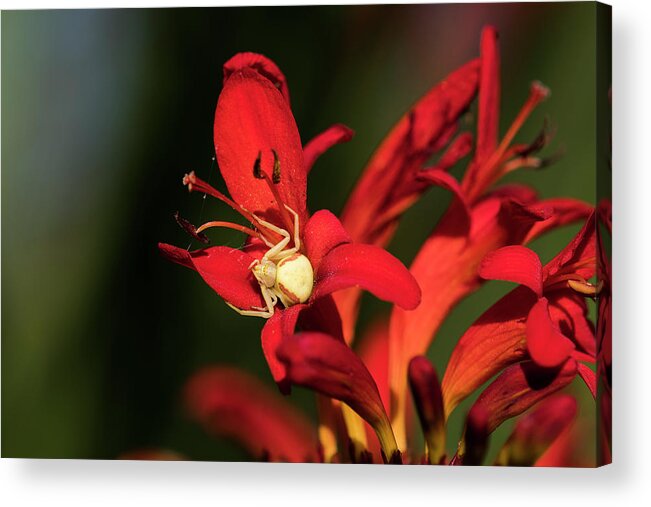 Animals Acrylic Print featuring the photograph Flower Spider on Crocosmia by Robert Potts