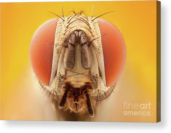 Fly Acrylic Print featuring the photograph Fly Head by Ozgur Kerem Bulur/science Photo Library