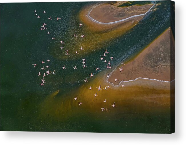 Aerial Acrylic Print featuring the photograph Fly Over The Green And Yellow Pattern by Hao Jiang