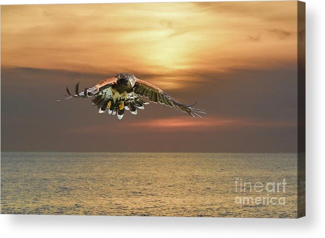 Harris's Hawk Acrylic Print featuring the photograph Flying Over the Sea by Eva Lechner