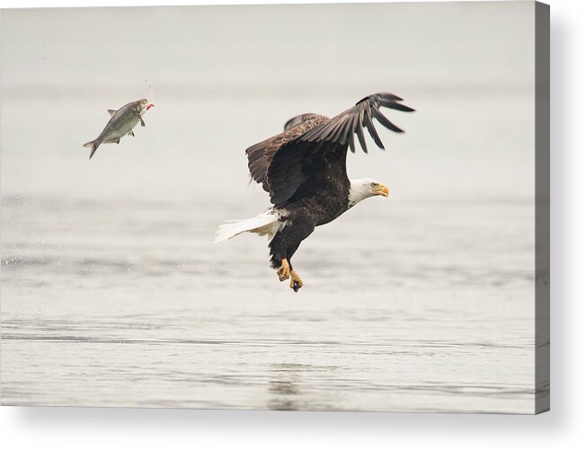 Usa Acrylic Print featuring the photograph Flying Together by Wei Tang