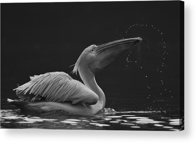 Pelican Acrylic Print featuring the photograph Focus by C.s.tjandra