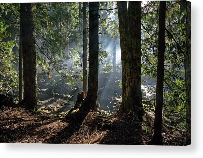Alex Lyubar Acrylic Print featuring the photograph Foggy morning in the forest by Alex Lyubar