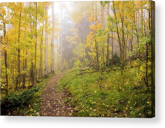 Aspen Acrylic Print featuring the photograph Foggy Winsor Trail Aspens In Autumn 2 - Santa Fe National Forest New Mexico by Brian Harig