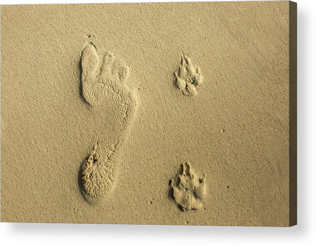 Human Print Acrylic Print featuring the photograph Foot print and paw prints by Julieta Belmont