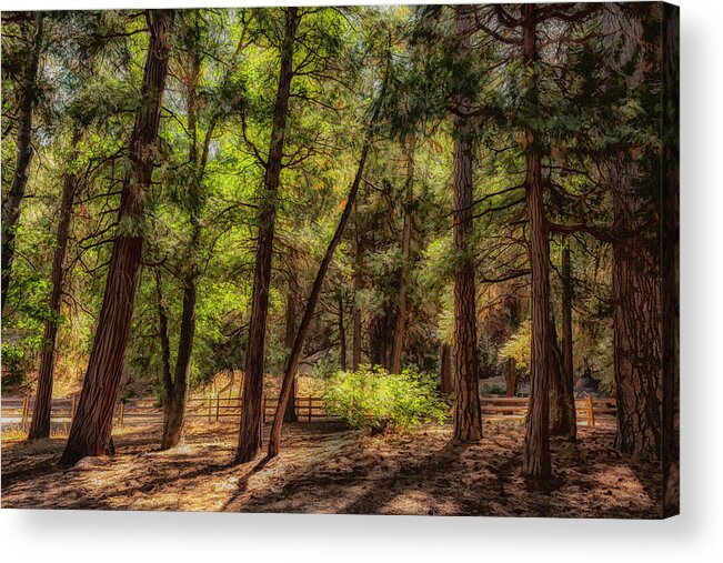 Pines Acrylic Print featuring the photograph Forest Light II by Alison Frank
