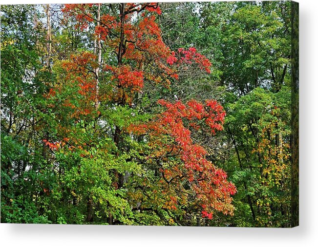 Autumn Acrylic Print featuring the photograph Forever with You by Michiale Schneider