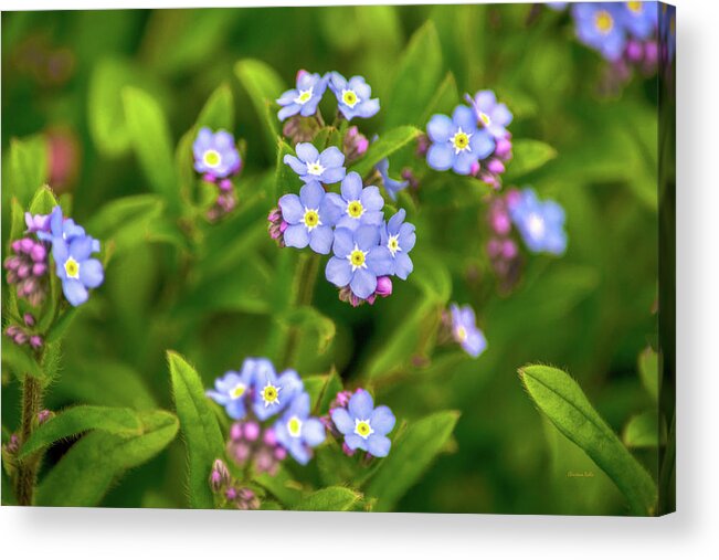Flowers Acrylic Print featuring the photograph Forget Me Nots by Christina Rollo