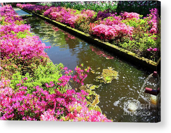 Garden Acrylic Print featuring the photograph Pink Rododendron Flowers by Anastasy Yarmolovich