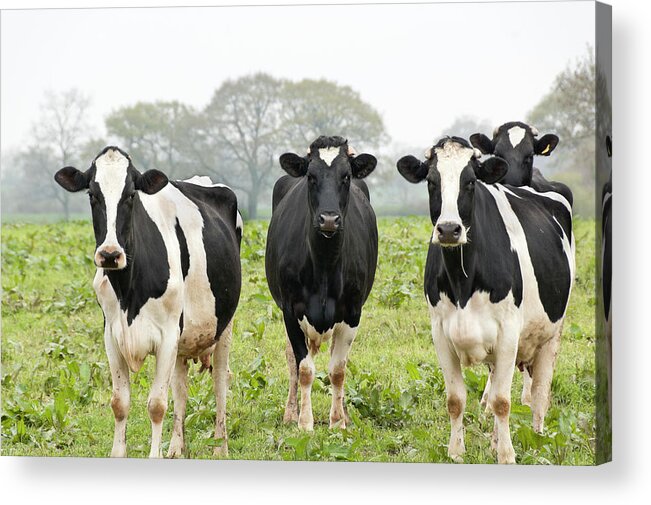 Black Color Acrylic Print featuring the photograph Four Holstein Friesian Cows Standing In by Tbradford