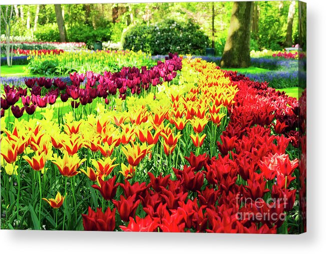 Netherlands Acrylic Print featuring the photograph Tulips Park by Anastasy Yarmolovich