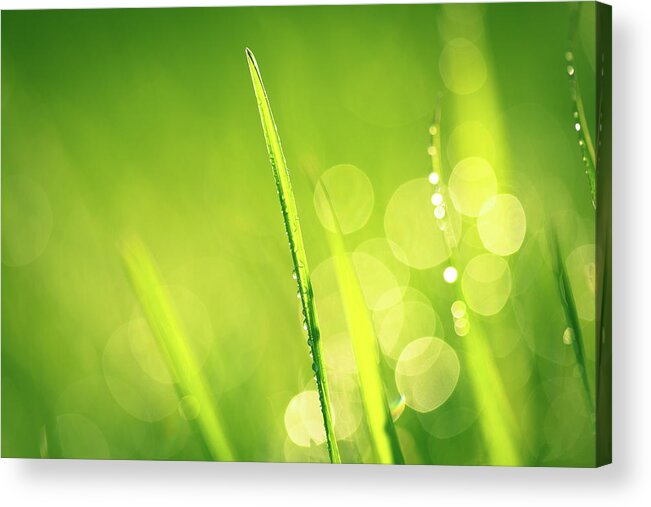 Grass Acrylic Print featuring the photograph Fresh Spring Grass With Water Drops by Jasmina007