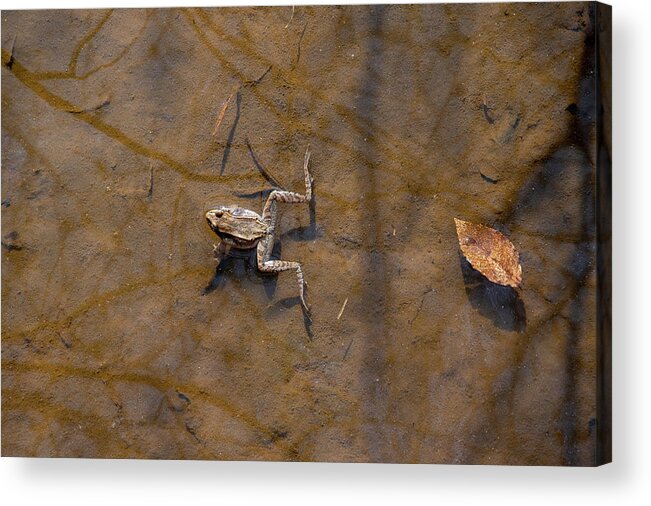 Frogs Acrylic Print featuring the photograph Frog floating in water by Dan Friend