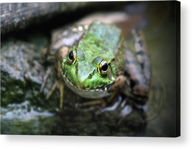 Green Frog Acrylic Print featuring the photograph Frog Prince by Christina Rollo