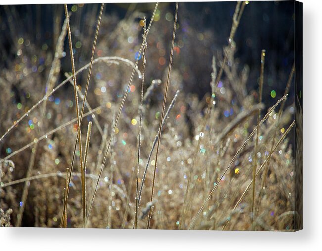 Frost Acrylic Print featuring the photograph Frosty Meadow Grass 2 by Randy Robbins