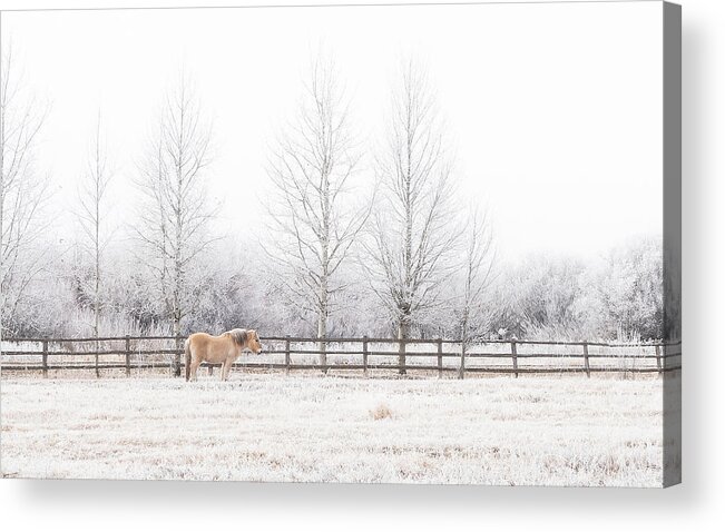 Animals Acrylic Print featuring the photograph Frosty Morn by Hamish Mitchell
