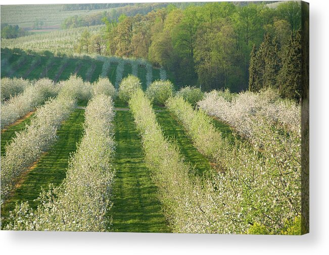 Scenics Acrylic Print featuring the photograph Fruit Orchard Blooming In Springtime by Driendl Group