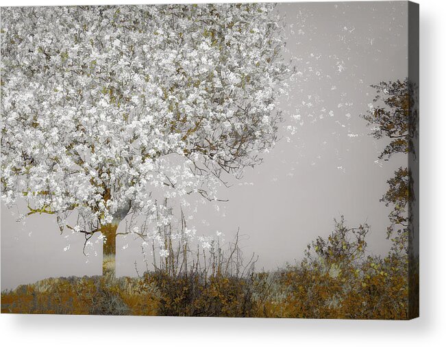 Fruit Acrylic Print featuring the photograph Fruit Tree by Nel Talen