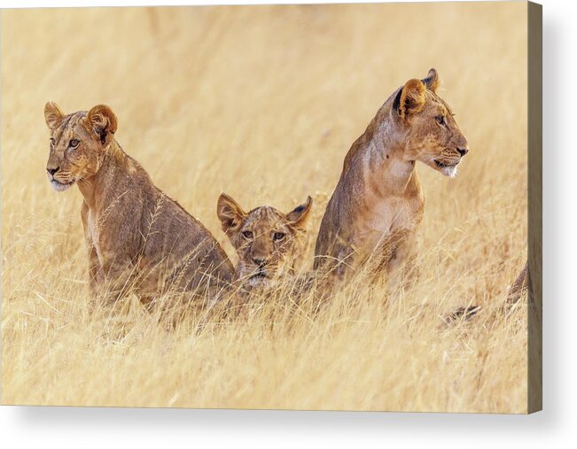 Lion Acrylic Print featuring the photograph Future Patriarchs by Jeffrey C. Sink