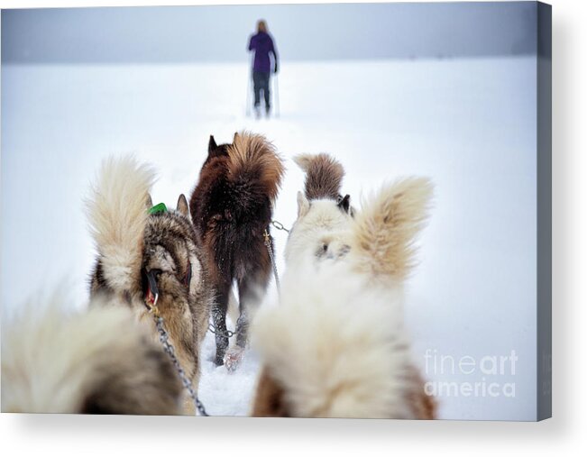Dog Acrylic Print featuring the photograph Fuzzy Tails Across the Snow by Becqi Sherman