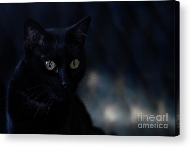 Black Cat Photograph Acrylic Print featuring the photograph Gabriel by Irina ArchAngelSkaya