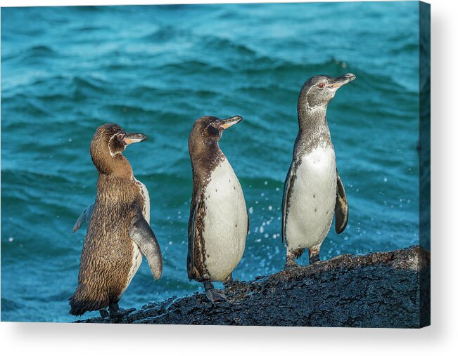 Animal Acrylic Print featuring the photograph Galapagos Penguin Trio by Tui De Roy