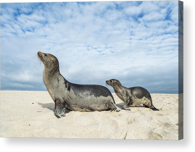 Animal Acrylic Print featuring the photograph Galapagos Sea Lion Mother And Pup by Tui De Roy