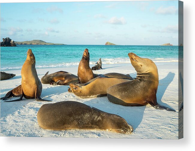 Animal In Habitat Acrylic Print featuring the photograph Galapagos Sea Lions On Beach by Tui De Roy