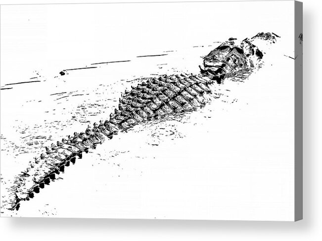 Alligator Acrylic Print featuring the photograph Gator Crossing by Michael Allard