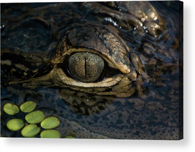 Alligator Acrylic Print featuring the photograph Gators Eye by Joe Leone