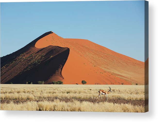 Sand Dune Acrylic Print featuring the photograph Gazelle Passing Sand Dune by Bjarte Rettedal