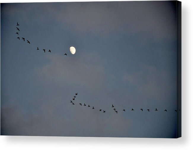 Geese Acrylic Print featuring the photograph Geese Flock and Moon by Chance Kafka