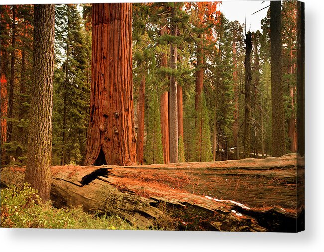 Sequoia Tree Acrylic Print featuring the photograph General Grant Grove Trees by Pgiam