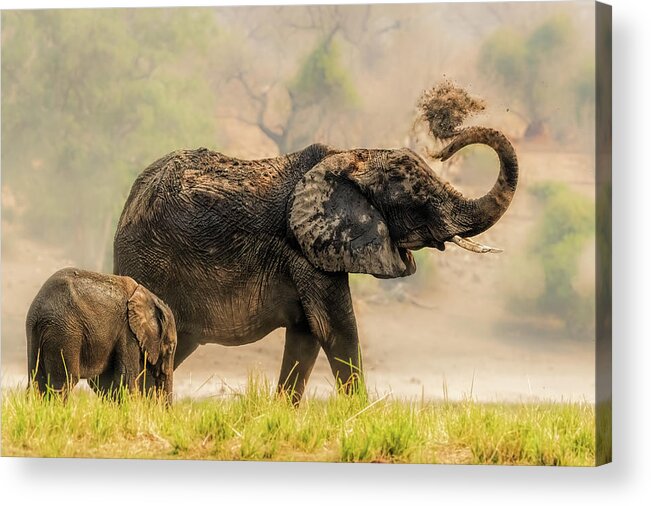 Animals Acrylic Print featuring the photograph Get Covered by Jun Zuo