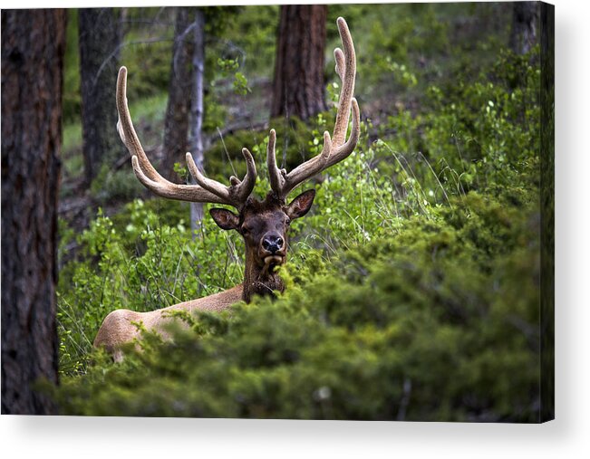 Elk Acrylic Print featuring the photograph Getting Ready by Verdon