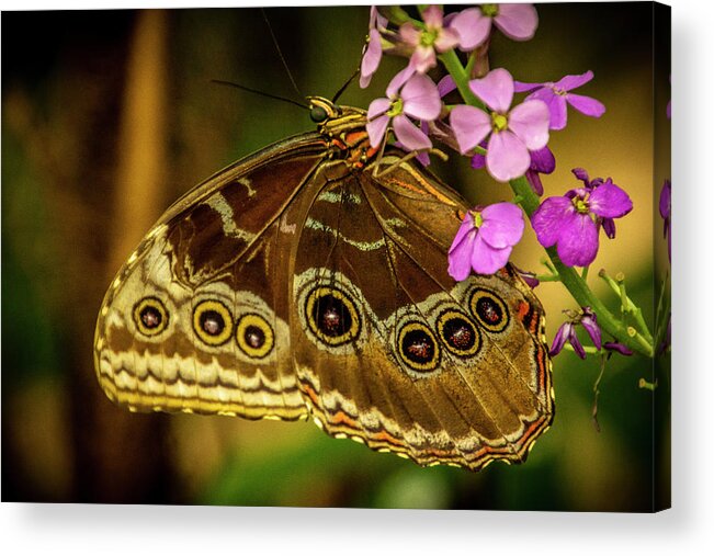 Butterfly Jungle Acrylic Print featuring the photograph Giant Owl Butterfly by Donald Pash
