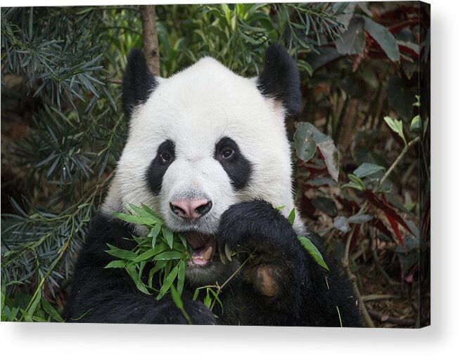 Suzi Eszterhas Acrylic Print featuring the photograph Giant Panda Eating Bamboo by Suzi Eszterhas
