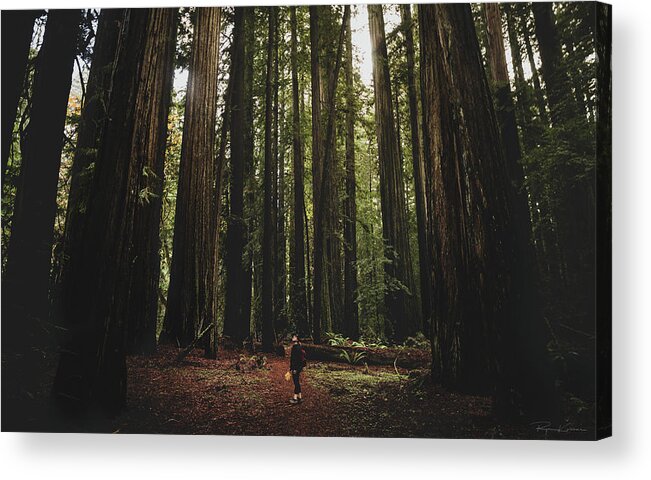 Inspiration Acrylic Print featuring the photograph Giant Redwood Forest, Northern California, America - November 30 by Ryan Kelehar