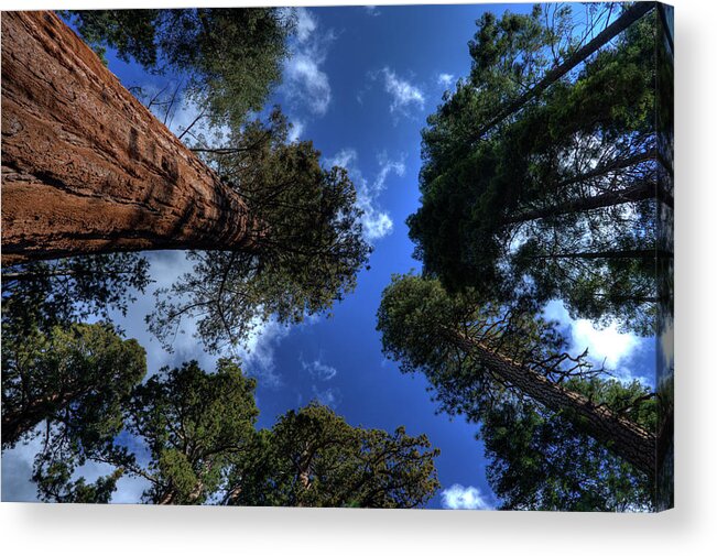 Sequoia Tree Acrylic Print featuring the photograph Giant Sequoias - 2 by Rhyman007