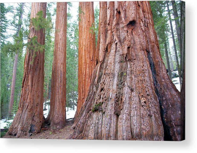 Tranquility Acrylic Print featuring the photograph Giant Sequoias In Mariposa Grove by Asier