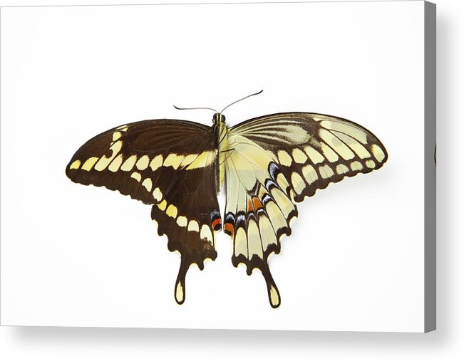 White Background Acrylic Print featuring the photograph Giant Swallow-tail Butterfly by Darrell Gulin