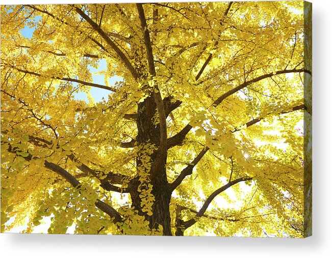 Ginkgo Tree Acrylic Print featuring the photograph Gingko Tree In Autumn, Tokyo by Wada Tetsuo/a.collectionrf