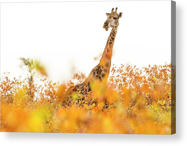 Sebastian Kennerknecht Acrylic Print featuring the photograph Giraffe In Mopane Woodland by Sebastian Kennerknecht