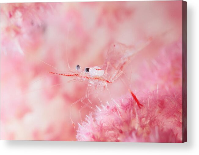 Shrimp Acrylic Print featuring the photograph Glamour Shrimp by Andrey Narchuk