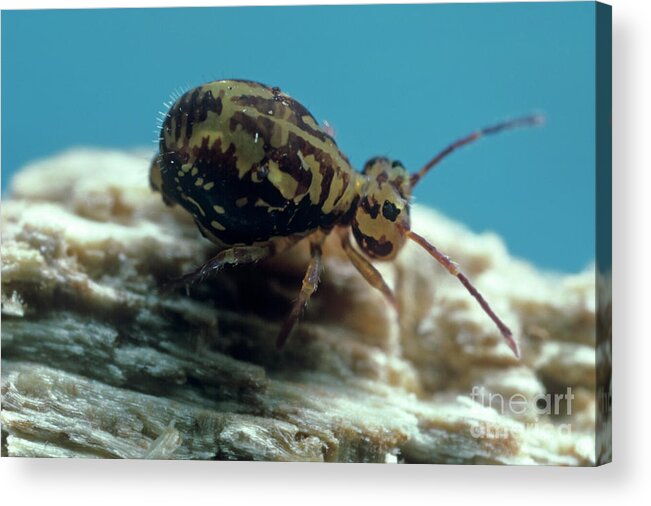 Zoological Acrylic Print featuring the photograph Globular Springtail by Dr. John Brackenbury/science Photo Library