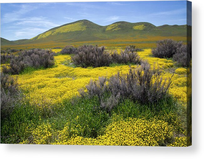 California Acrylic Print featuring the photograph Glorious Color by Cheryl Strahl
