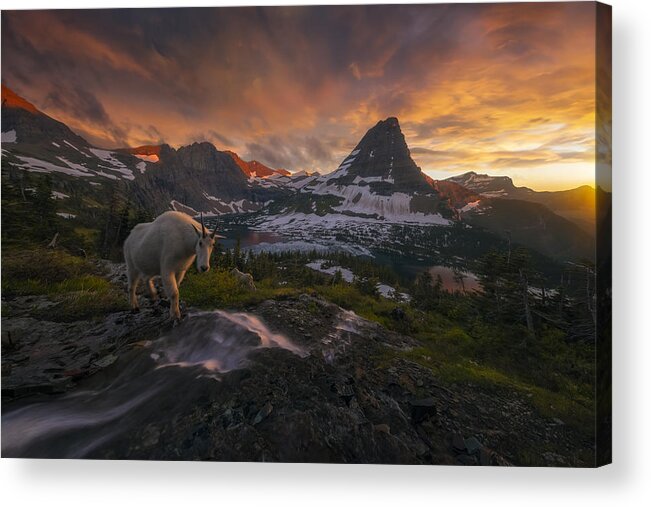Glacier Acrylic Print featuring the photograph Goat Crossing by Ryan Dyar