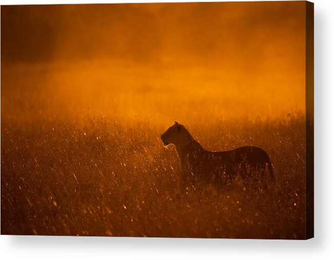 Lion Acrylic Print featuring the photograph Gold Dust by Mohammed Alnaser