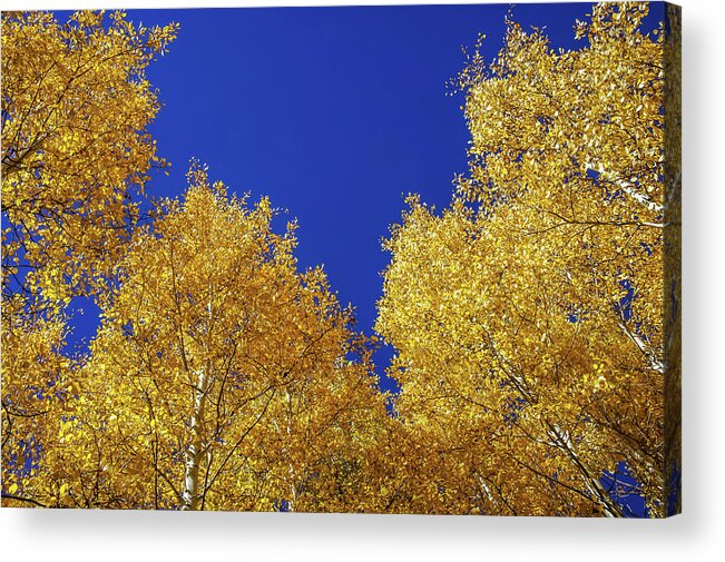Arizona Acrylic Print featuring the photograph Golden Aspens and Blue Skies by Dawn Richards