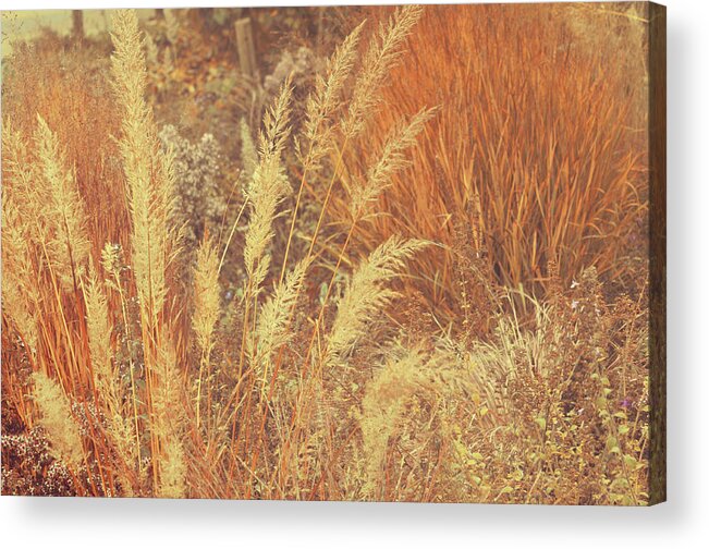 Jenny Rainbow Fine Art Photography Acrylic Print featuring the photograph Golden Autumnal Poetry. Decorative Grass by Jenny Rainbow